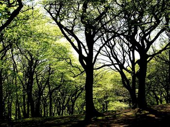 Low angle view of trees against sky