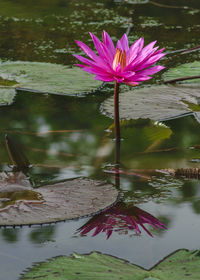 Pink lotus water lily in lake