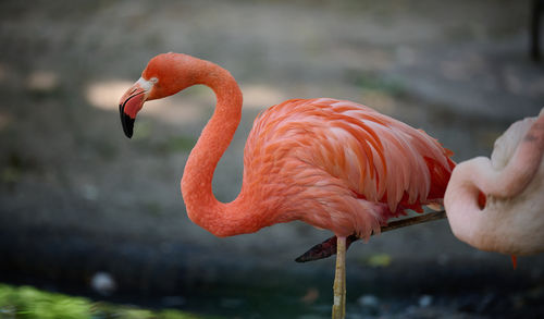 flamingo
