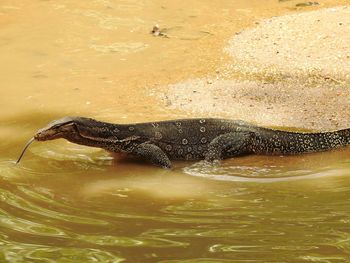 Turtle swimming in water