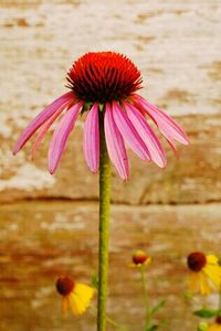 Close-up of pink flowers