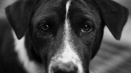 Close-up portrait of dog