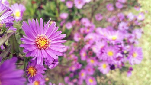 Close-up of purple flowers blooming outdoors