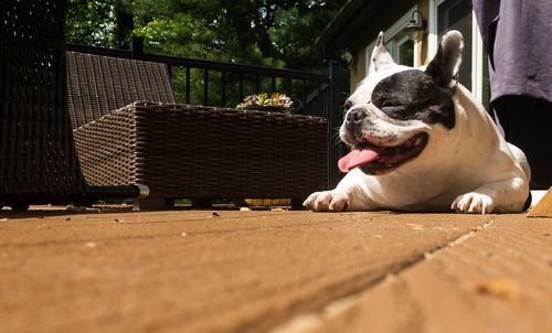 Portrait of dog relaxing outdoors