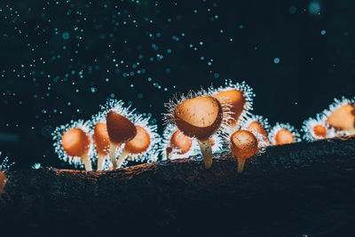 Close-up of mushroom in sea