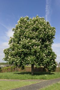 Tree on field against sky