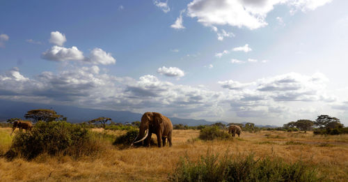 View of elephant on field against sky
