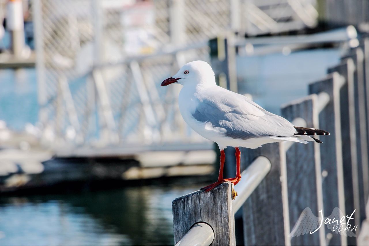 SEAGULL PERCHING ON WOODEN RAILING