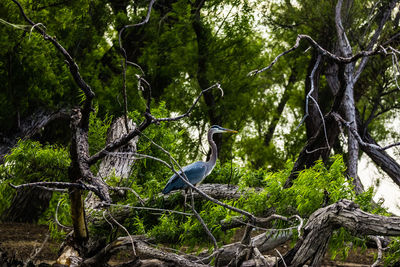 Bird perching on a tree