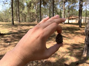 Cropped image of hand holding plant