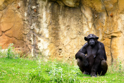 Chimpanzee sitting on grassy field by rock formation