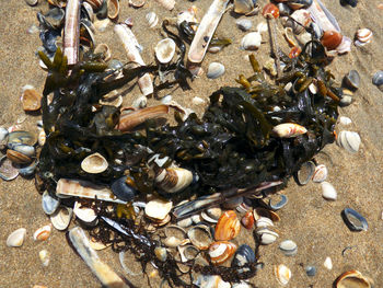 High angle view of seashells on pebbles at beach