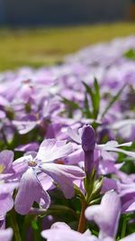 Close-up of purple flowers