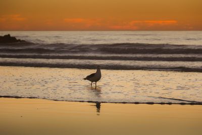 Silhouette bird flying over beach against sky during sunset