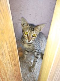 Portrait of tabby cat on wood