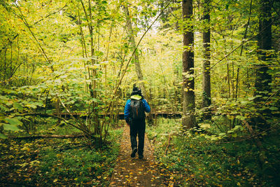 Rear view of man walking in forest