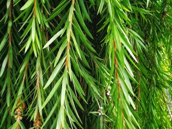 Full frame shot of pine tree