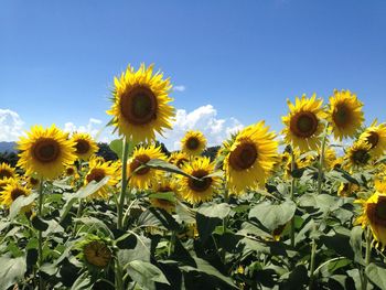 Sunflower field against sky