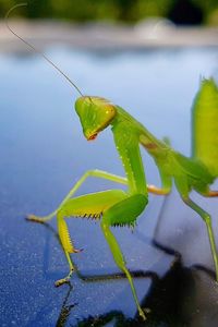 Close-up of insect on leaf