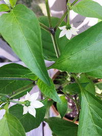 Close-up of flowering plant