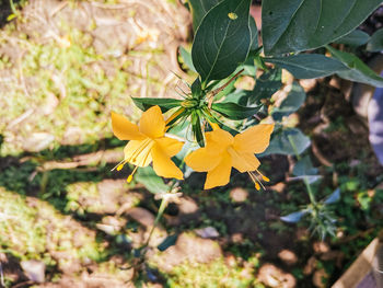 Close-up of yellow flowering plant
