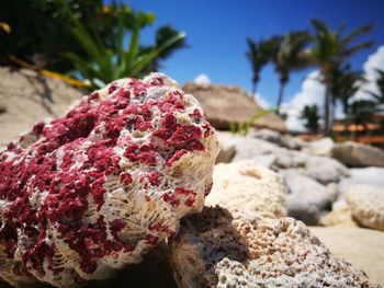 Close-up of rock on beach against sky