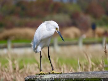 Close-up of a bird on wood