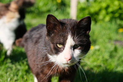 Close-up portrait of a cat