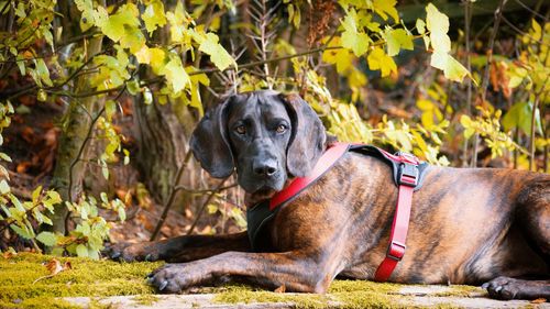 Portrait of dog standing on field