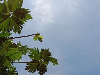 Low angle view of leaves on tree against sky