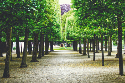 Trees in park