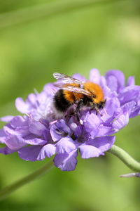 Close-up of bee on purple flower