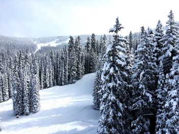 Snow covered pine trees in forest against sky