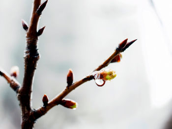 Close-up of plant