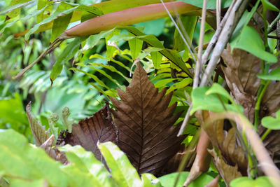 Close-up of fresh green plant