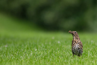 Close-up of bird perching on grass in field