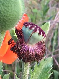 Close-up of honey bee on flower