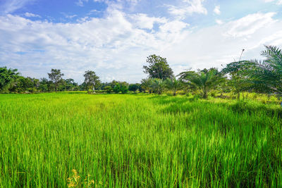 Scenic view of agricultural field against sky