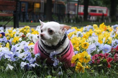 Close-up of a dog with flowers