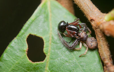 Close-up of ant on leaf