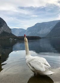 Swan in lake against mountain range