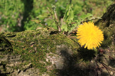 Close-up of yellow flowering plant