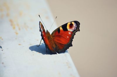 Close-up of butterfly on wall