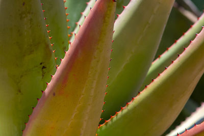 Close-up of succulent plant