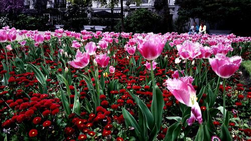 Purple flowers blooming in garden