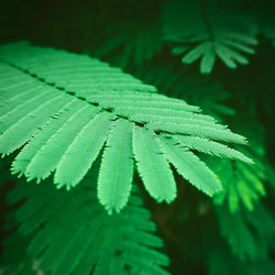 Close-up of green leaves