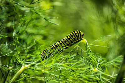 Close-up of insect on plant