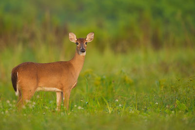 Deer standing on field