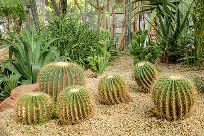 Cactus growing in garden