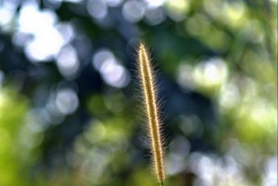 Close-up of fresh green plant